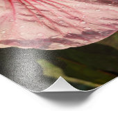 Hardy-Hibiskus 11"x14" Fotodruck (Ecke)