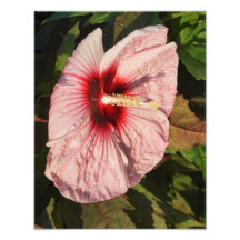 Hardy-Hibiskus 11"x14"