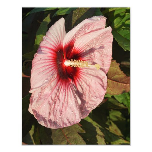 Hardy-Hibiskus 11"x14" Fotodruck (Vorne)