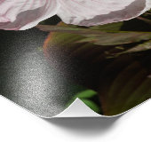 Hardy-Hibiskus 11"x14" Fotodruck (Ecke)
