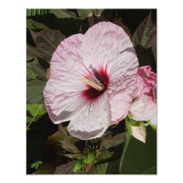 Hardy-Hibiskus 11"x14" Fotodruck