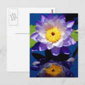 Hardy Wasserlilie Postkarte (Vorne/Hinten)