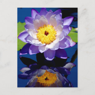 Hardy Wasserlilie Postkarte