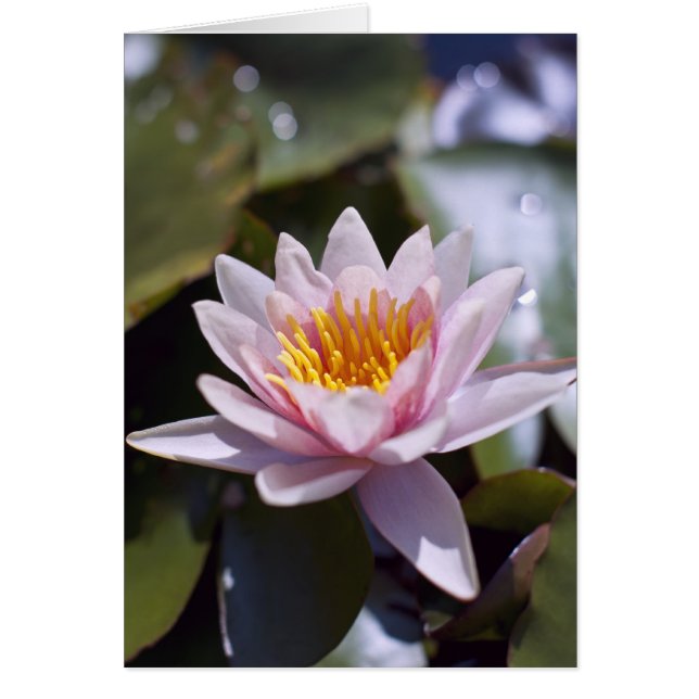 Hardy Water Lily Card (Vorne)