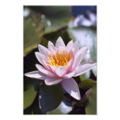 Hardy Water Lily Foto Print (Vorne)