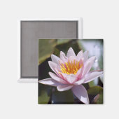 Hardy Water Lily Magnet (Vorderseite/Rückseite)