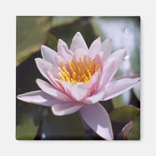 Hardy Water Lily Magnet (Vorne)