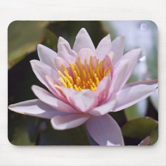 Hardy Water Lily Mousepad (Vorne)