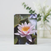Hardy Water Lily Postcard Postkarte (Stehend Vorderseite)