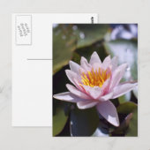 Hardy Water Lily Postcard Postkarte (Vorne/Hinten)