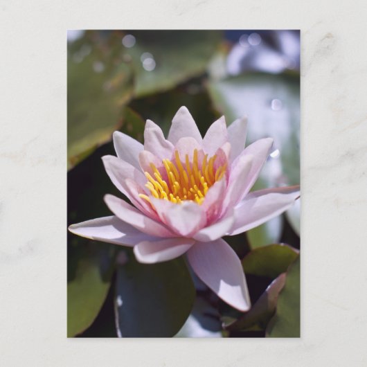 Hardy Water Lily Postcard Postkarte (Vorderseite)