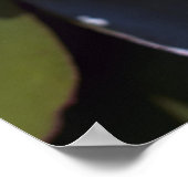 Hardy Water Lily Poster (Ecke)