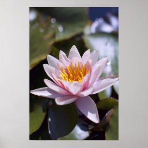 Hardy Water Lily Poster