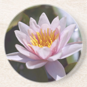 Hardy Water Lily Untersetzer