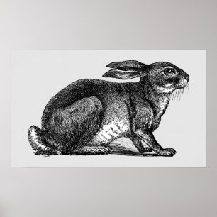 Hare - Archivdruck Poster
