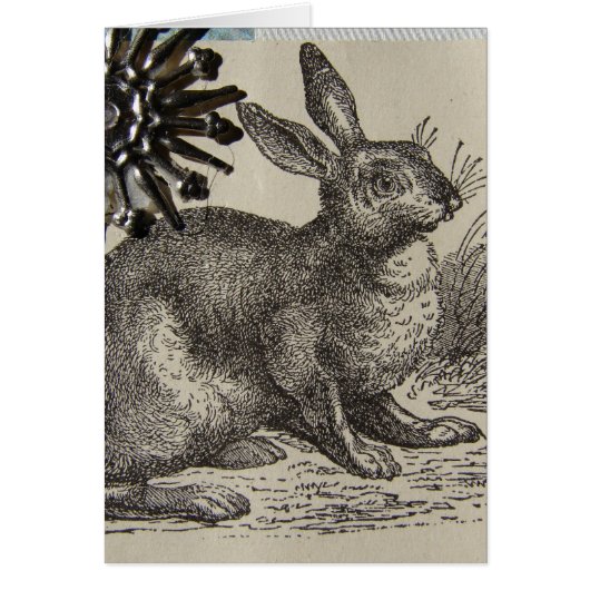 Hare ATC (Vorne)