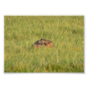 Hare Fotodruck