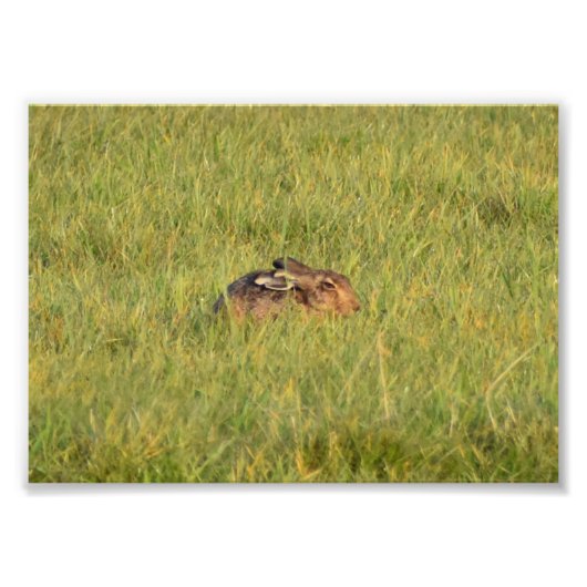 Hare Fotodruck (Vorne)
