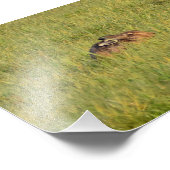 Hare Fotodruck (Ecke)