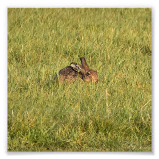 Hare Fotodruck