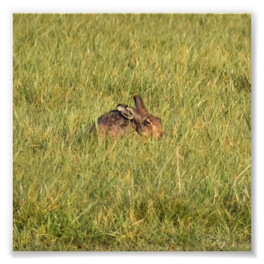 Hare Fotodruck (Vorne)