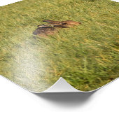 Hare Fotodruck (Ecke)
