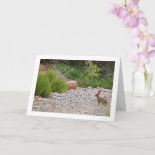 Hare in Canyon Karte
