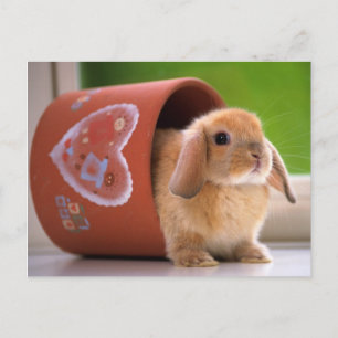 Hare in der Blume Postkarte