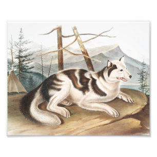 Hare Indian Dog (Canis familiaris) Illustration Fotodruck