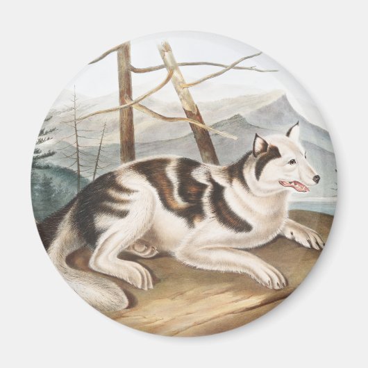 Hare Indian Dog (Canis familiaris) Illustration Magnet (Vorne)