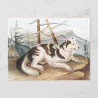 Hare Indian Dog (Canis familiaris) Illustration