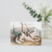 Hare Indian Dog (Canis familiaris) Illustration Postkarte (Stehend Vorderseite)
