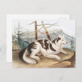 Hare Indian Dog (Canis familiaris) Illustration Postkarte (Vorne/Hinten)