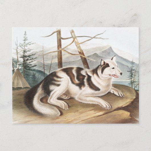 Hare Indian Dog (Canis familiaris) Illustration Postkarte (Vorderseite)