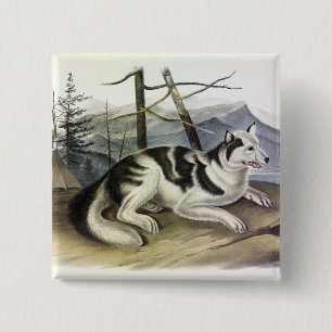 Hare-Indian Dog (Mackenzie River Dog) von Audubon Button