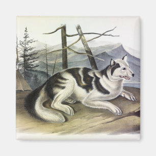 Hare-Indian Dog (Mackenzie River Dog) von Audubon Magnet