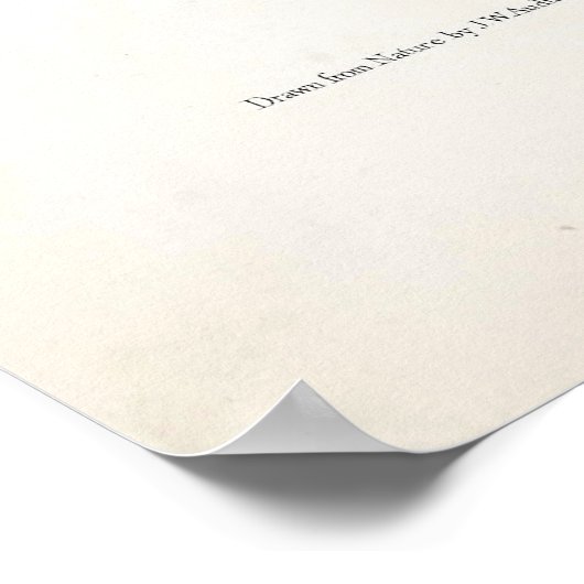 Hare-Indian Dog (Mackenzie River Dog) von Audubon Poster (Ecke)