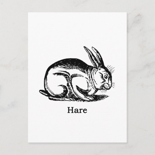 Hare (Kaninchen) Postkarte (Vorderseite)