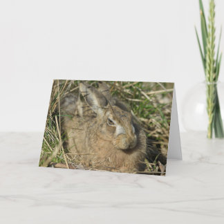 Hare Karte