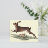 HARE POST CARD POSTKARTE (Stehend Vorderseite)