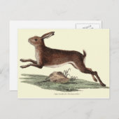 HARE POST CARD POSTKARTE (Vorne/Hinten)