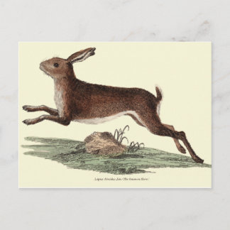 HARE POST CARD POSTKARTE
