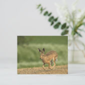 Hare Postkarte (Stehend Vorderseite)