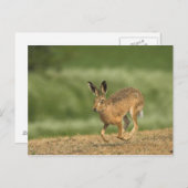 Hare Postkarte (Vorne/Hinten)