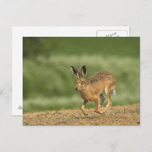 Hare Postkarte (Vorne/Hinten)