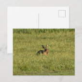 Hare Postkarte (Vorne/Hinten)