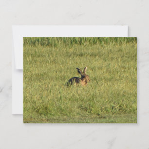 Hare Postkarte