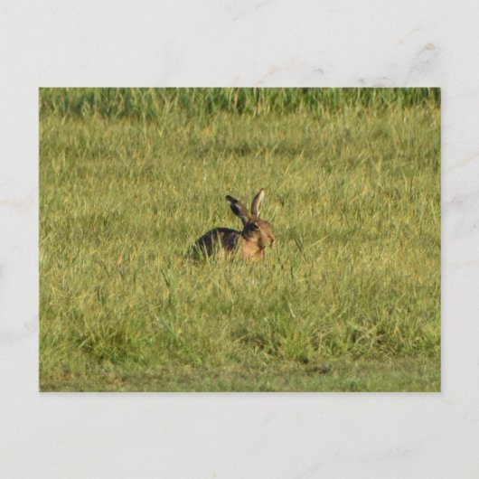Hare Postkarte (Vorderseite)