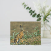 Hare Postkarte (Stehend Vorderseite)