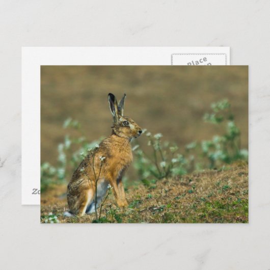 Hare Postkarte (Vorne/Hinten)